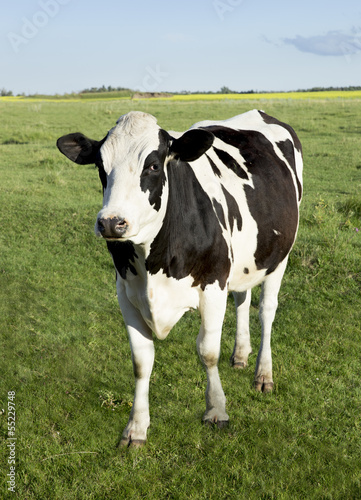 Holstein dairy cow standing in a field of grass © ztougas