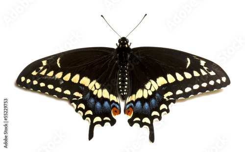 Female eastern black swallowtail butterfly (papilio polyxenes).