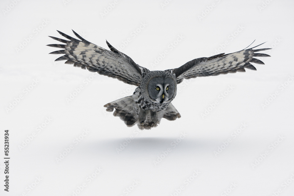 Fototapeta premium Great-grey owl, Strix nebulosa