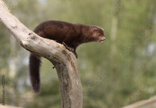 American mink, Mustela vison photo