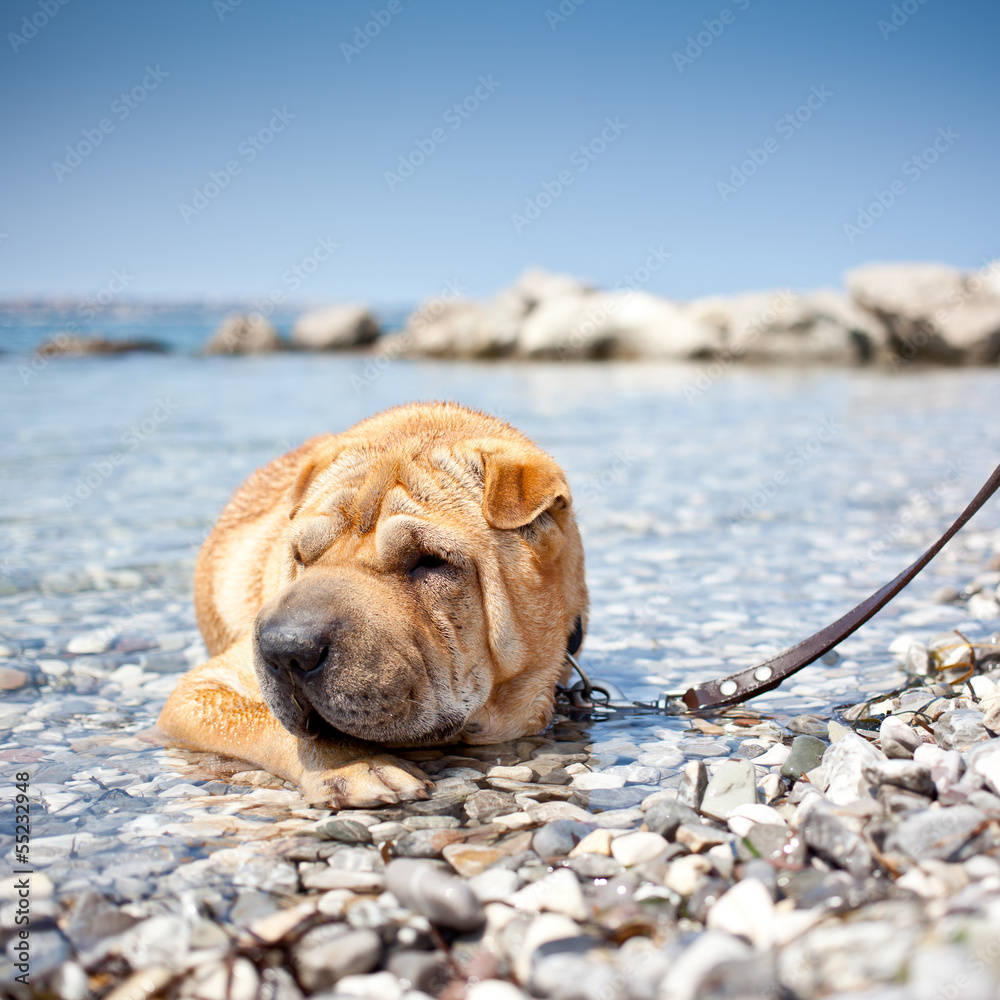 Obraz premium sharpei dog