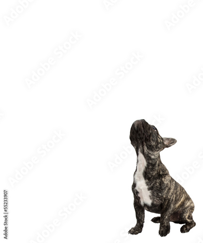 Französische Bulldogge guckt hoch