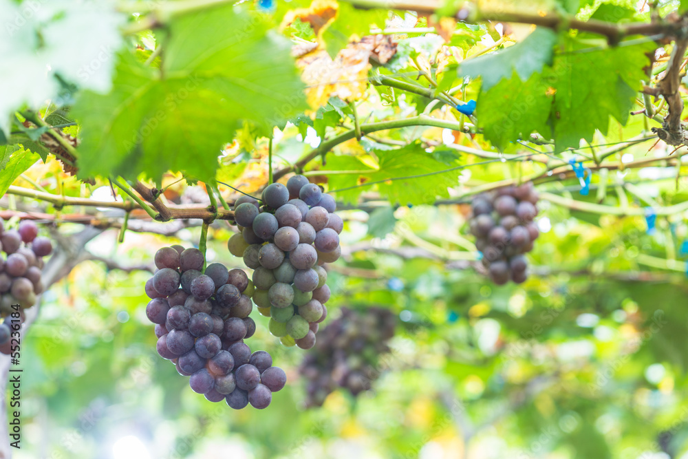 pick up ripe grape in the Vineyards