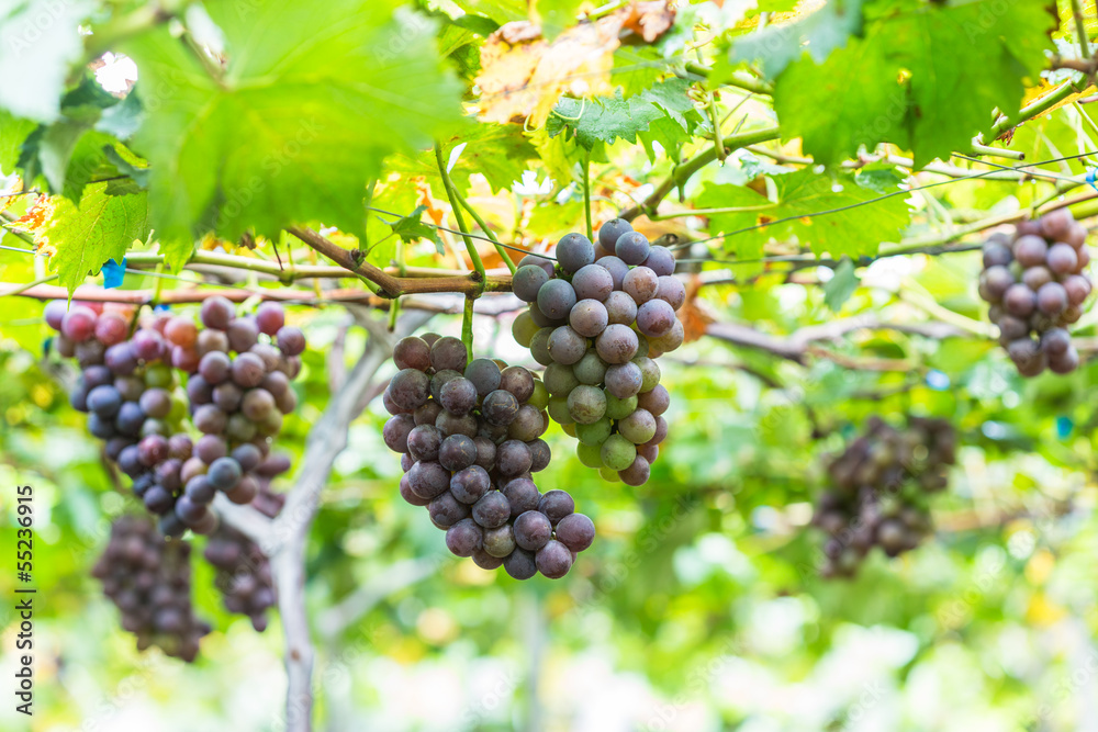 pick up ripe grape in the Vineyards