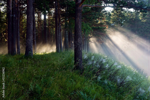 the sun's rays in a pine forest
