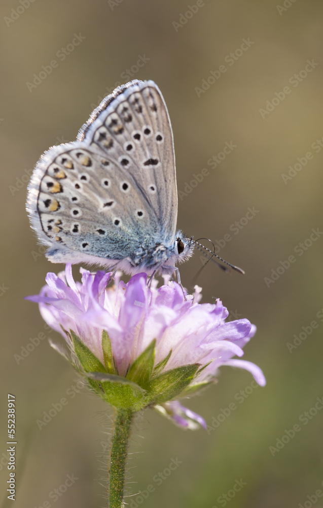 Small blueish butterfly on flower Small blueish butterfly on flower