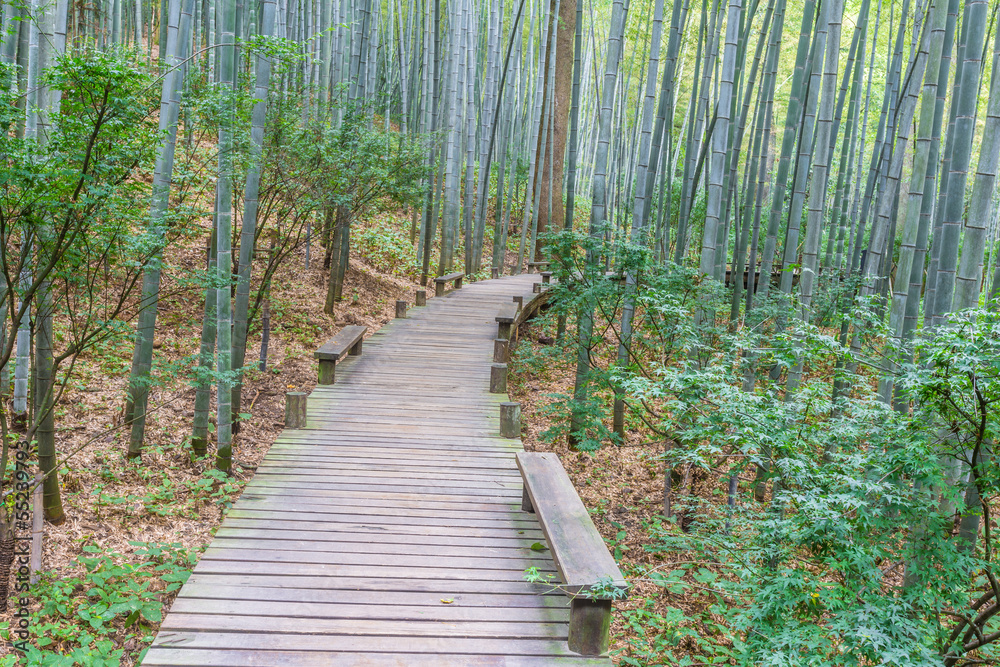 Fototapeta premium pathway in the park
