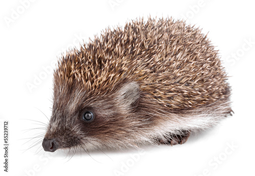 Small hedgehog in front isolated on white
