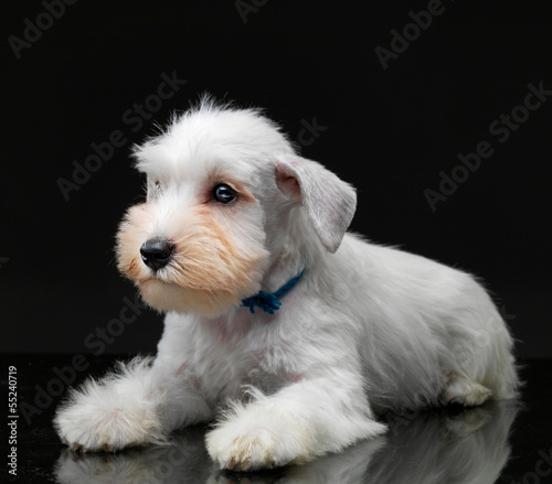 White miniature schnauzer puppy © Mara Zemgaliete