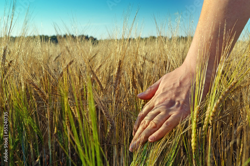 Hand and wheat crop