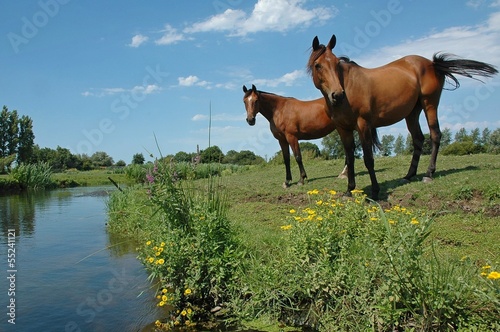 chevaux près d'une rivière