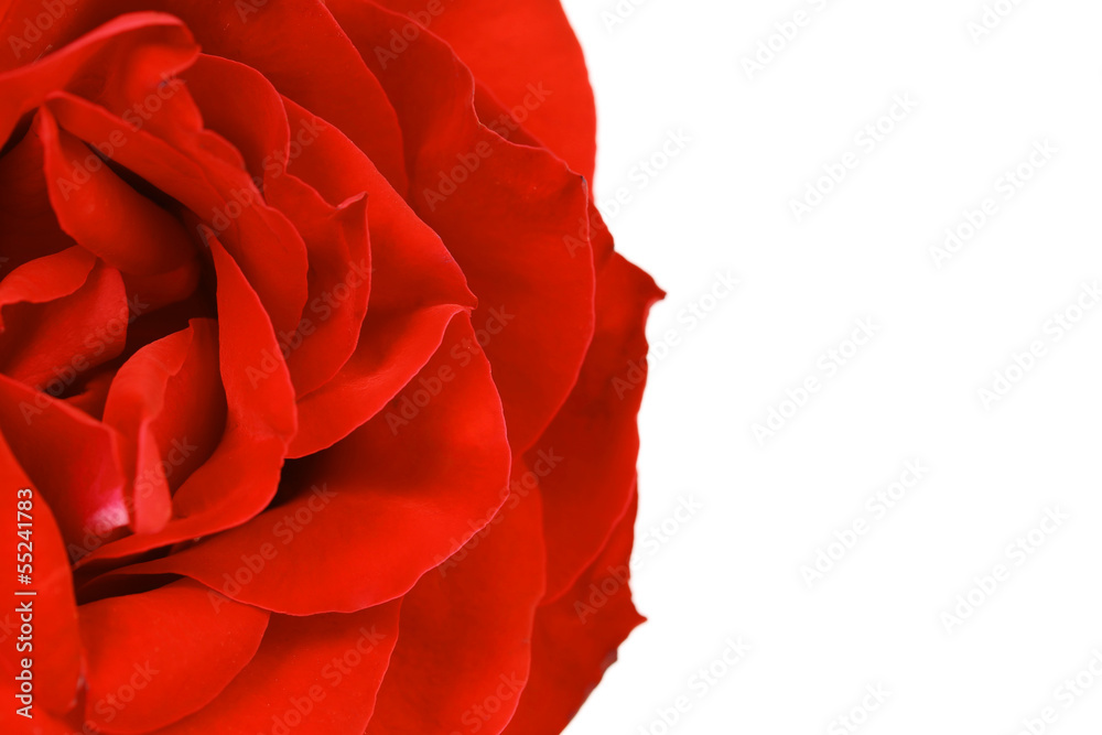 Naklejka premium Close up of red rose petal. Background.