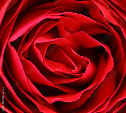 Close up of red rose petal.