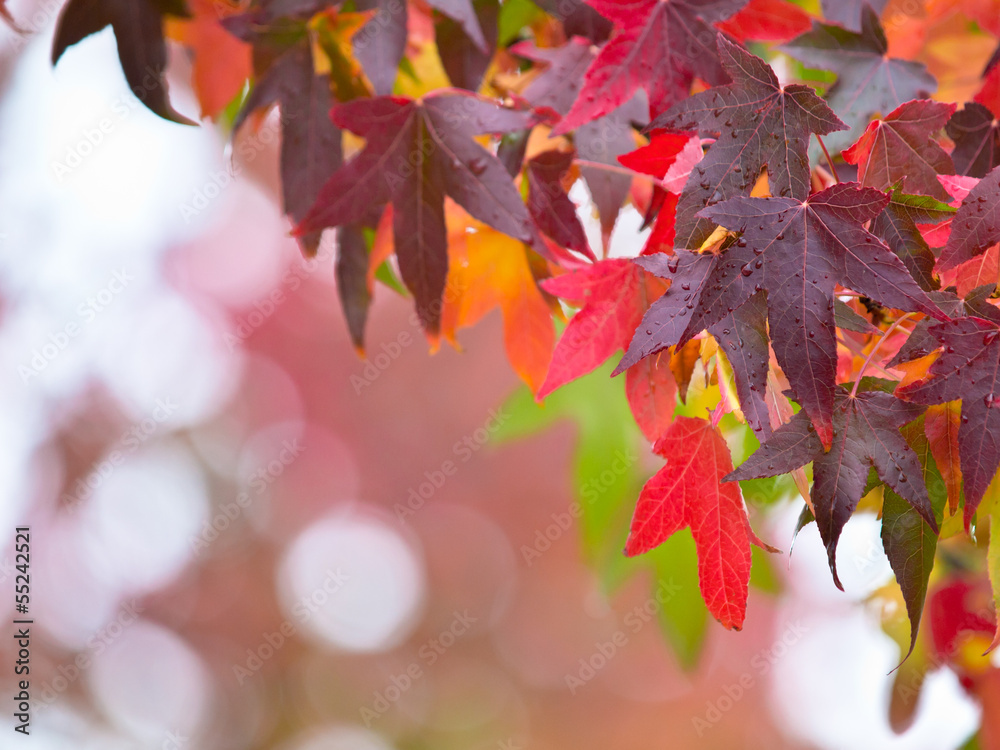 Fall Concept Fall Concept