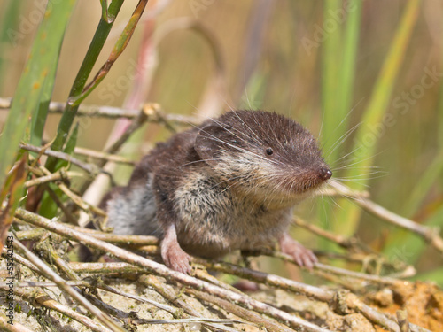 Bicolored White-toothed Shrew