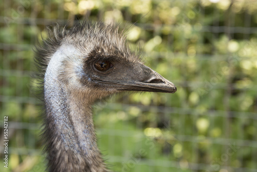 Profile of ostrich head