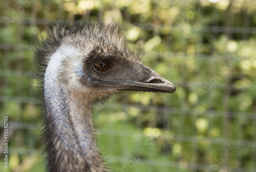 Profile of ostrich head photo