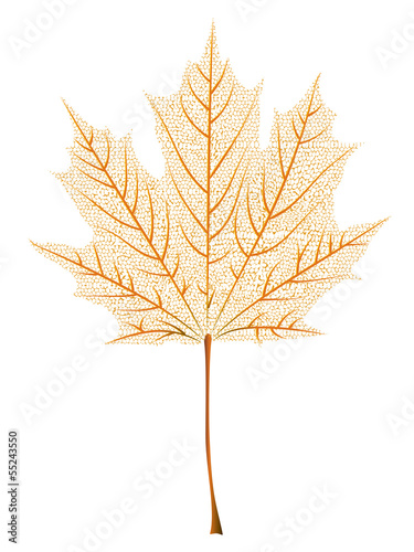 Maple leaf skeleton © AnnaPa