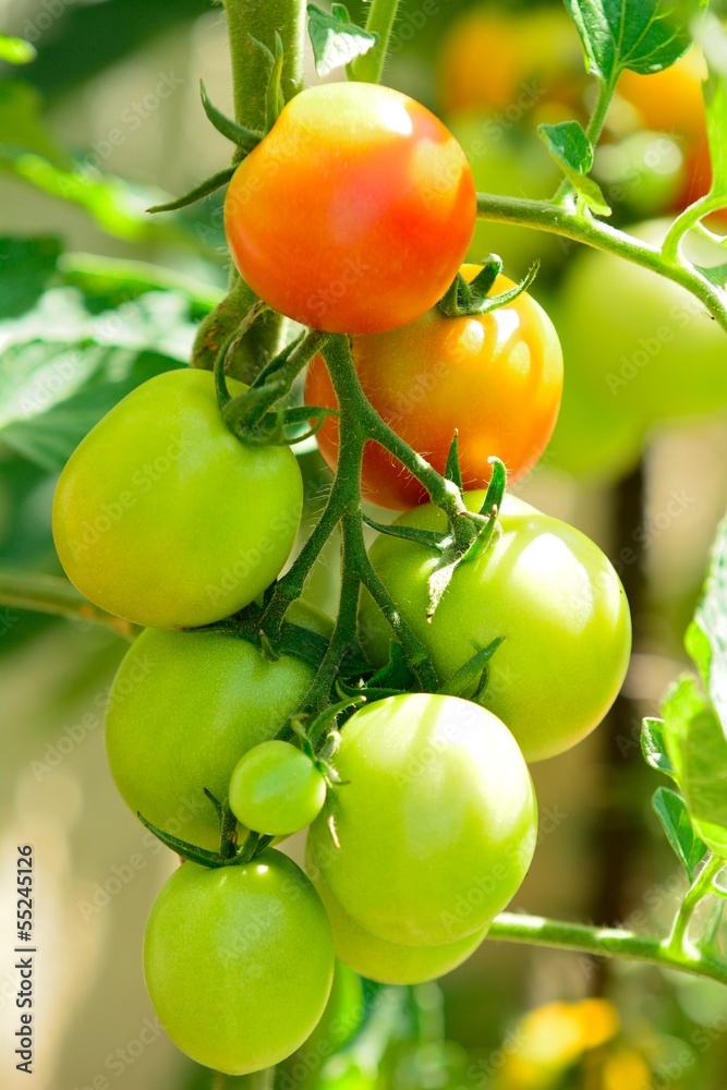 Bunch with unripe green tomatoes in the garden. Bunch with unripe green tomatoes in the garden.