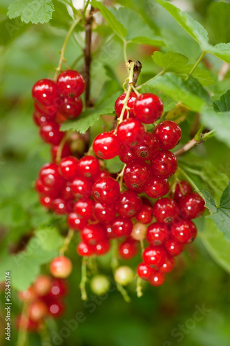 Redcurrant