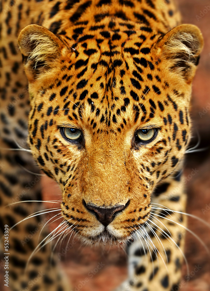 Obraz premium Leopard