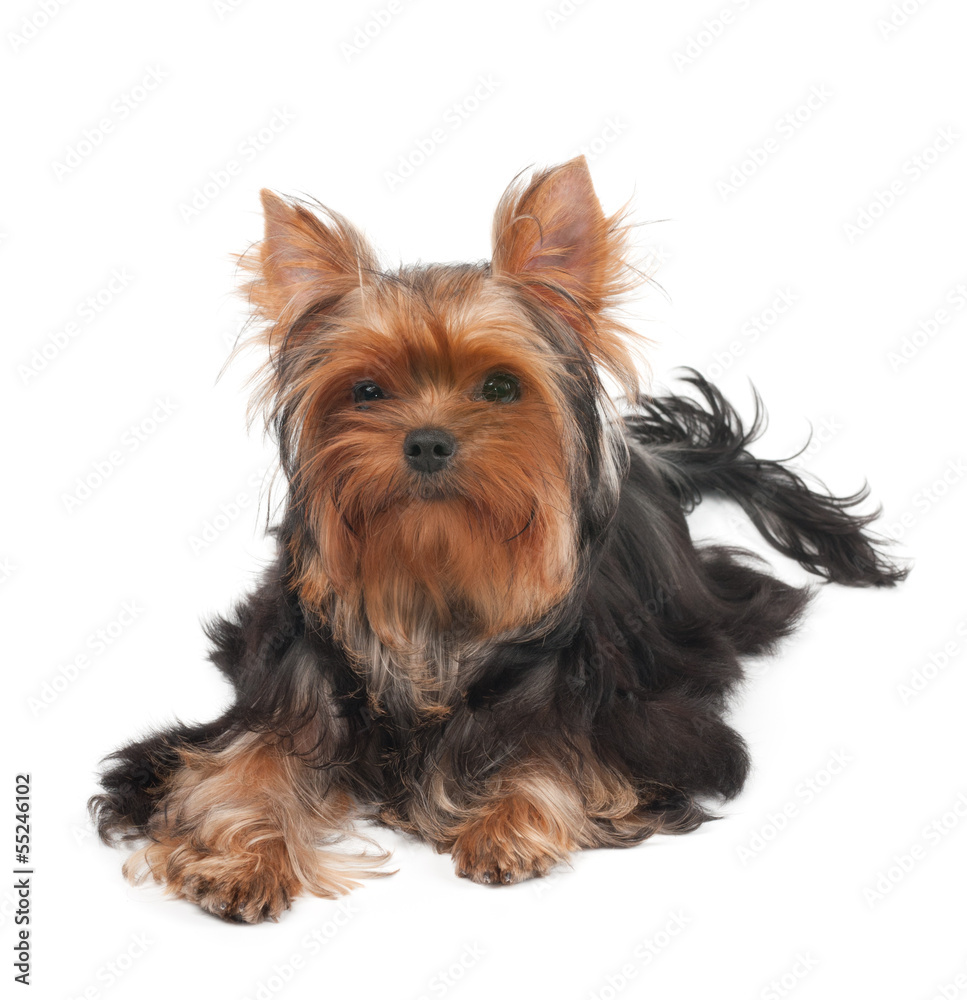 One Yorkshire Terrier with curly hair One Yorkshire Terrier with curly hair