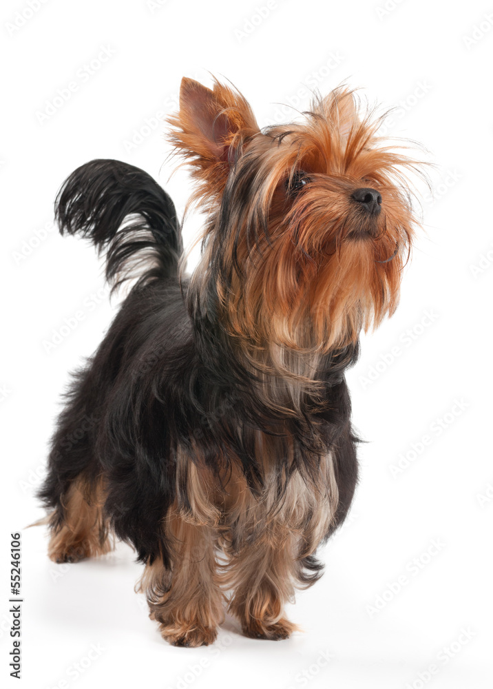 Yorkshire Terrier stands on white