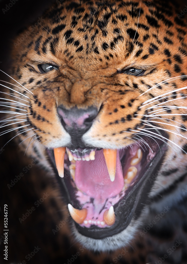 Obraz premium Portrait Leopard