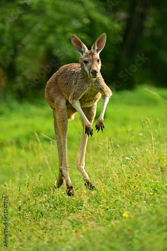 Obraz na płótnie Kangaroo w salonie