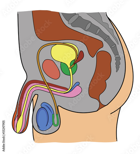 anatomy of male genital system