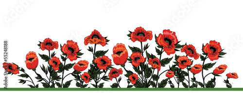 Field of poppies