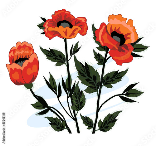 Beautiful bouquet of poppies