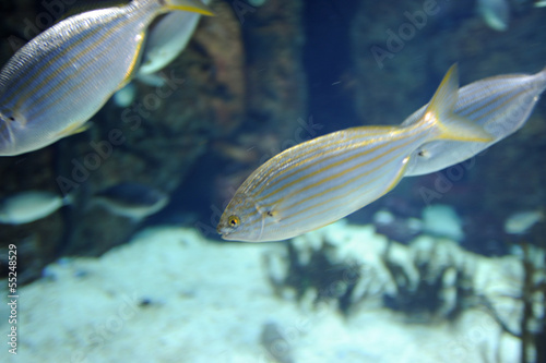 Saupe (Sarpa salpa) à l'aquarium de Colónia de Sant Jordi à Majo photo