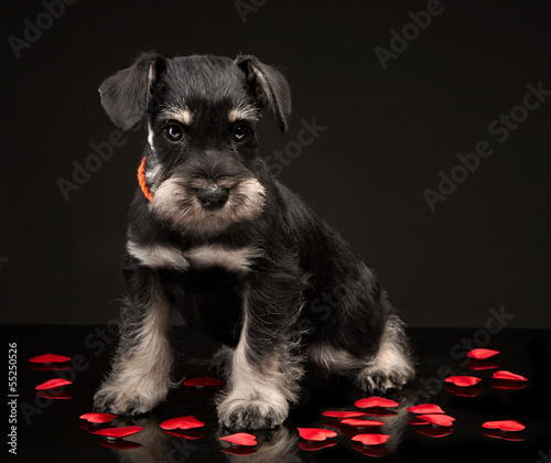 Miniature schnauzer puppy