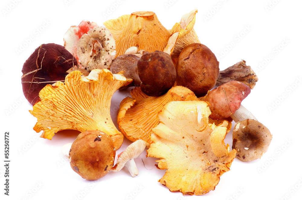 Forest Mushrooms Forest Mushrooms
