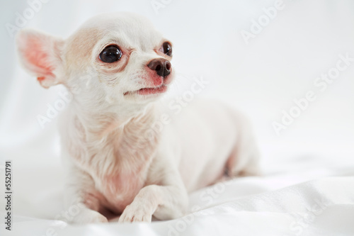 White chihuahua lies on white blanket