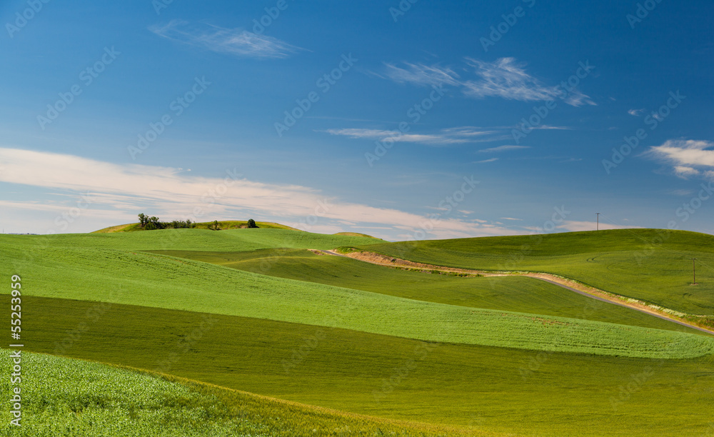 agricultural wheat field in rural area of Washington state