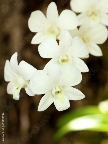 beautiful white orchid plant