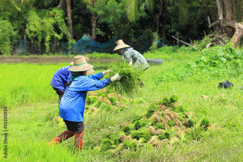 farmer working rice plant in farm of Thailand farmer working rice plant in farm of Thailand