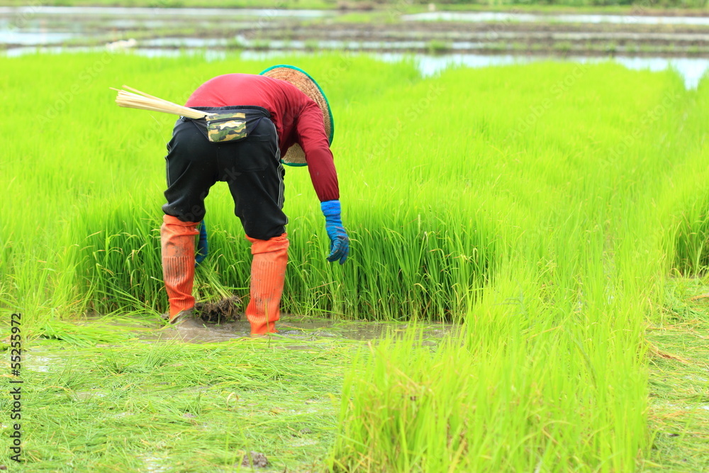 farmer working rice plant in farm of Thailand farmer working rice plant in farm of Thailand