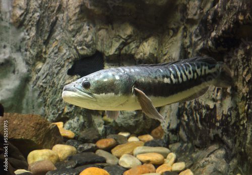 fish Great snakehead.(Channa micropeltes)