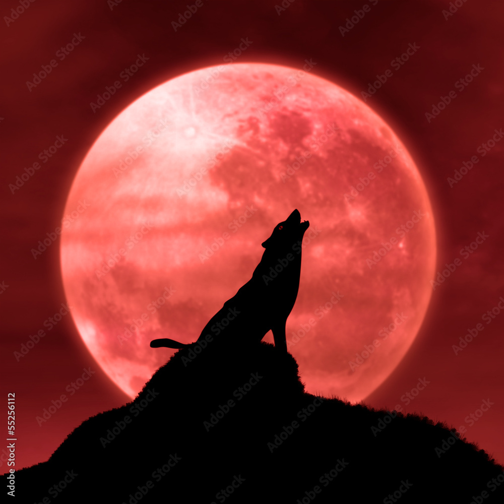 Fototapeta premium Wolf howling at the moon in the midnight