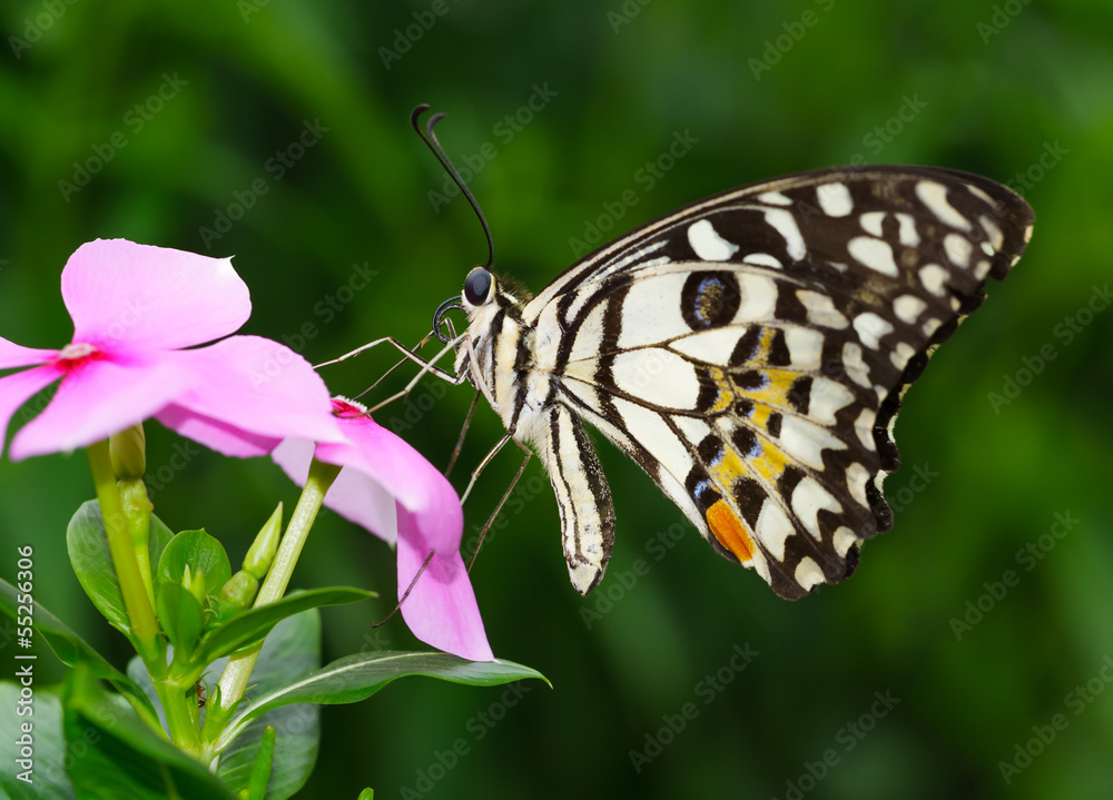 Naklejka premium Butterfly on flower.
