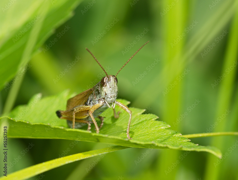 Gray grasshopper among a green grass Gray grasshopper among a green grass