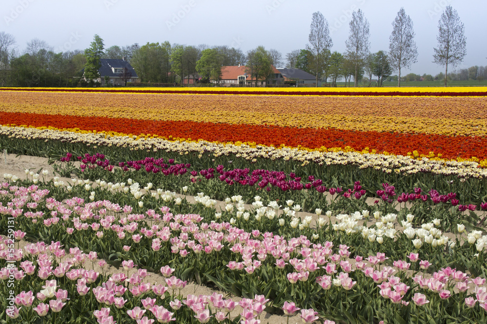 Colorful fields with tulips in the Netherlands