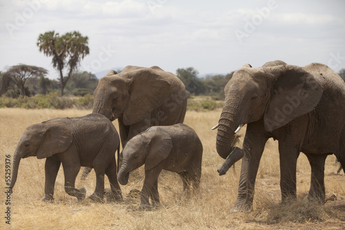 Familiar herd of elephants  with palm on background © Pedro Bigeriego