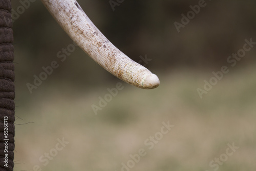 African elephant tusk with wearing signs