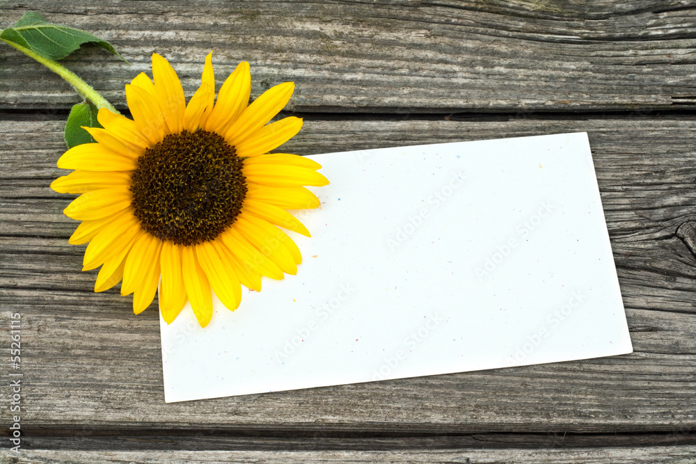 Naklejka premium sunflower