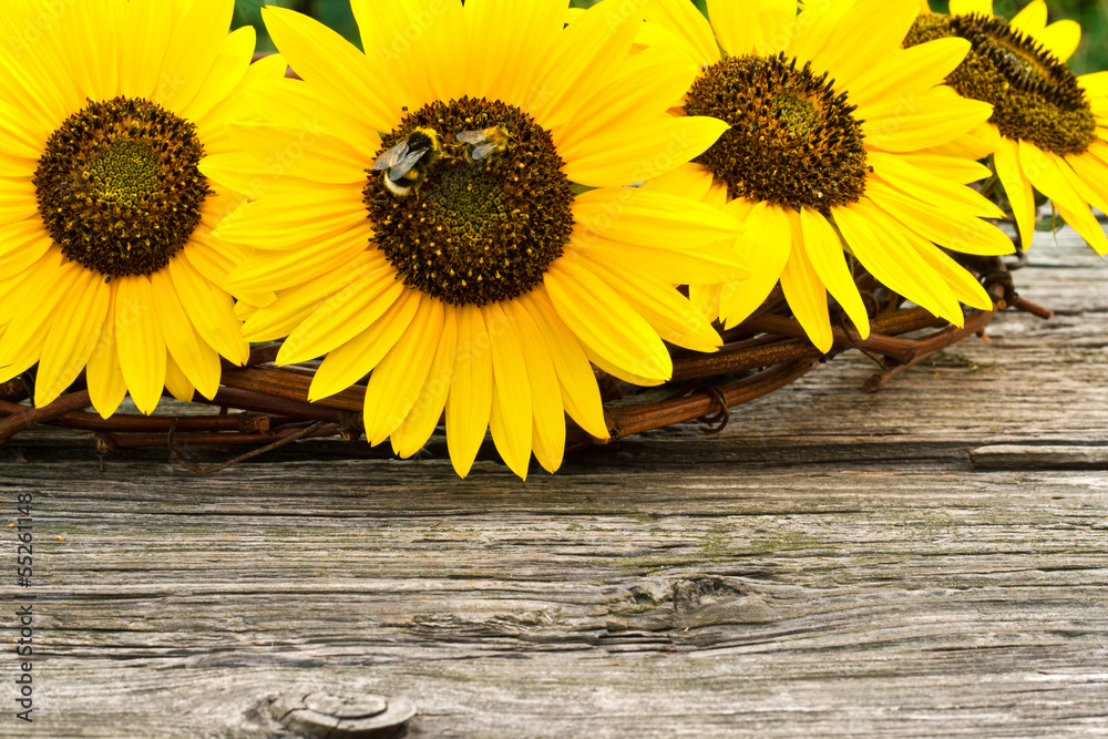 Obraz premium sunflowers