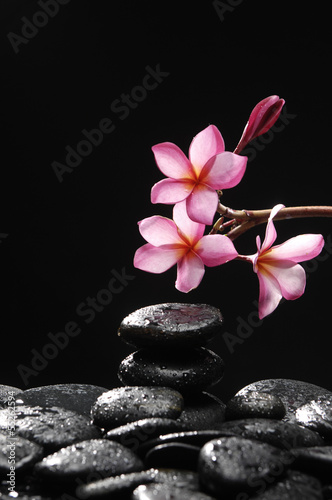 frangipani and black pebbles